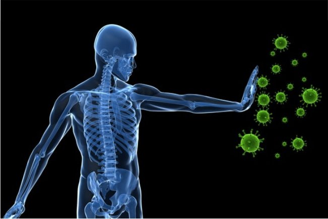 Spirulina boosts immunity