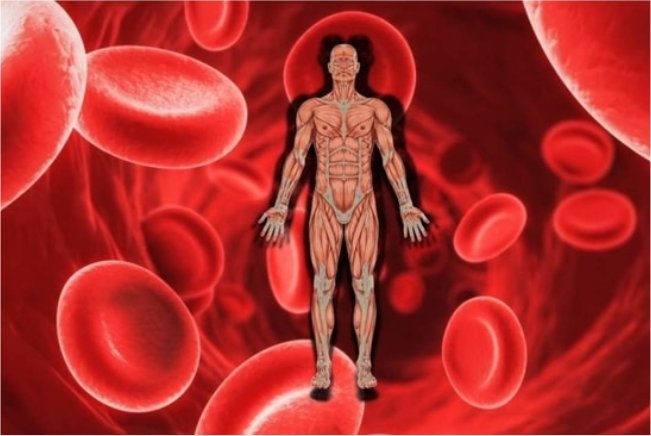 Spirulina improves cardiovascular diseases